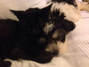 1453419_242497169248227_816400690_n