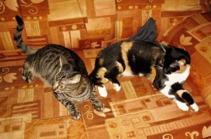 1456689_245614662269811_1337588112_n