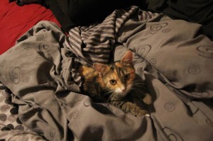 1474632_241994942631783_307680395_n