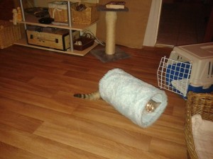 1505583_10200705056507896_1963017690_n