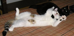 1604654_266351626862781_1504242453_n