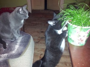 1898789_673280609397074_1085611738_o