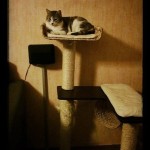 1904206_864434176906902_1608273116_n