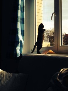 554638_231688753662402_300966676_n