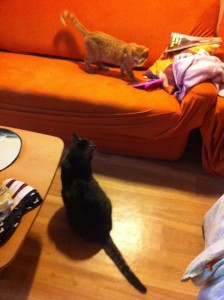 75950_266350026862941_2119764215_n