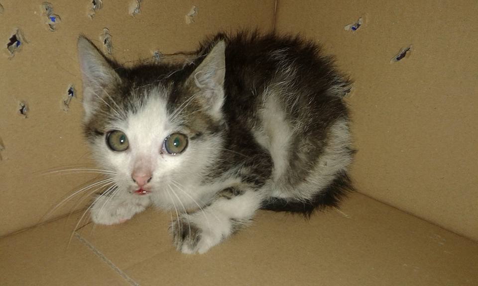 13438841_638303459667594_2382667698394453076_n