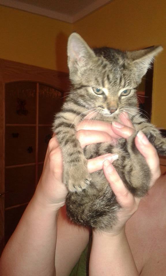 13439009_639555632875710_612394328007767382_n