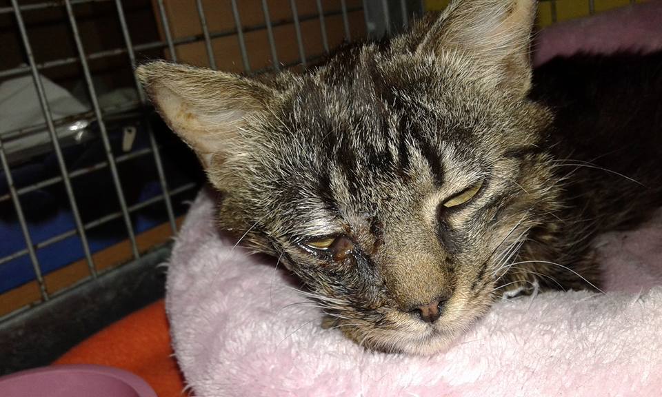 13439034_638303216334285_4620533581036819130_n