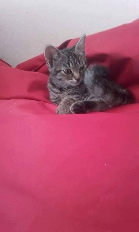 13439047_640025196162087_8478739299562181190_n