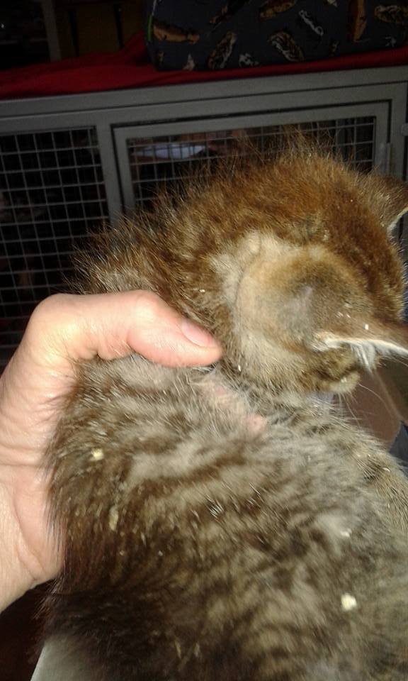 13439194_640435372787736_7781216624638850834_n