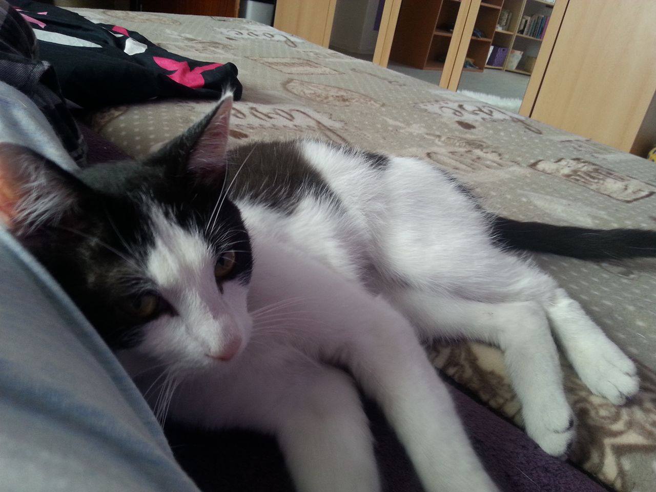 13474072_1634871550173322_65079822_n