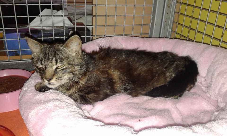 13495292_638303363000937_8211373537500796582_n