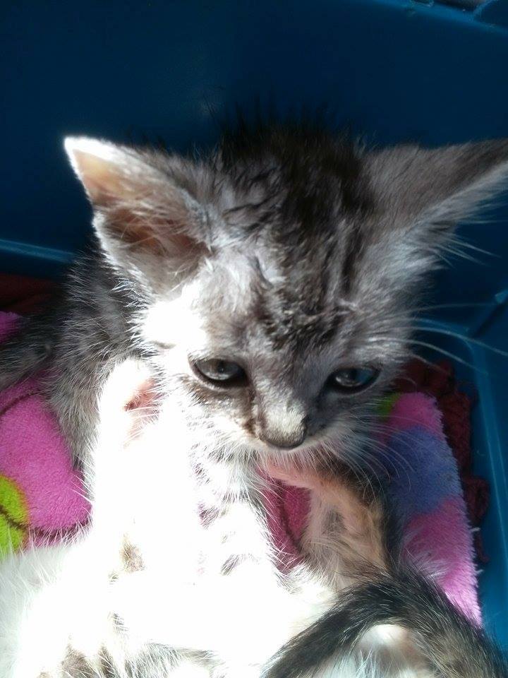 13507092_638480532983220_6205960241916550453_n