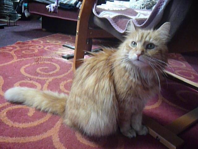 13508886_638597872971486_7112990834944410759_n