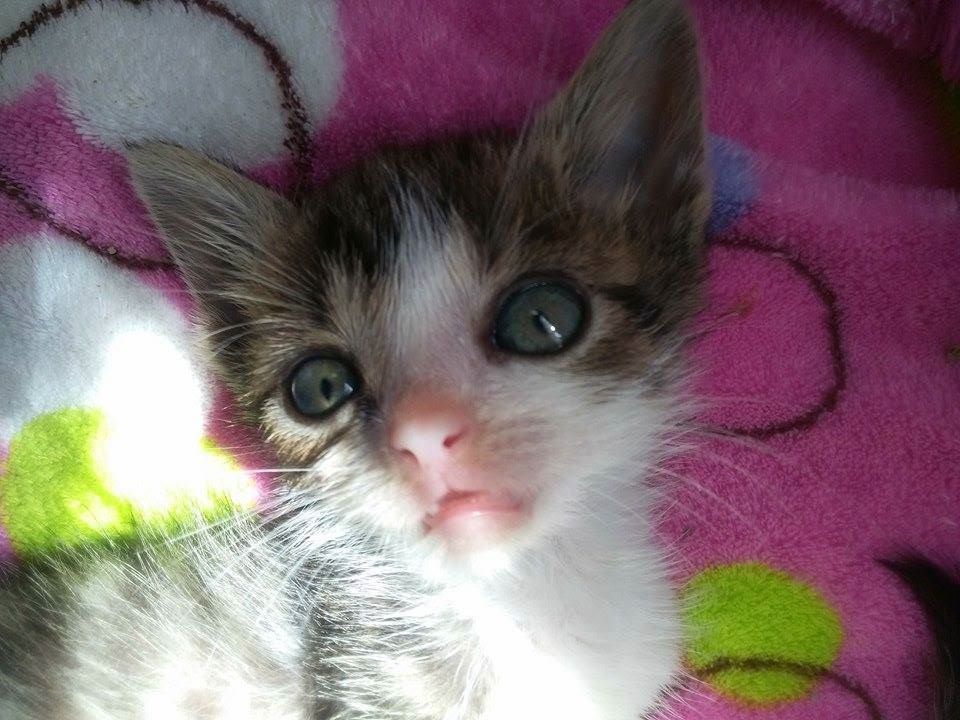 13510758_638480506316556_3648764621800536447_n