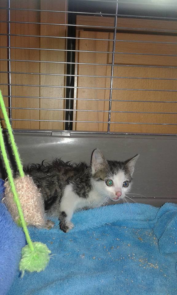 13512009_638303436334263_8572413621377059228_n