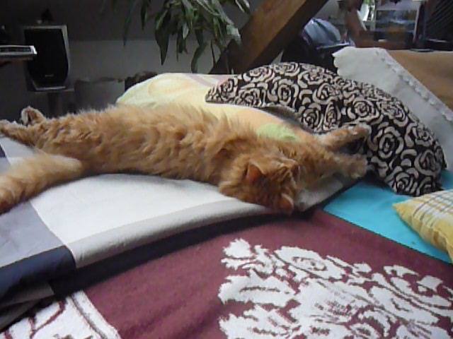 13512046_638598219638118_36924901429022824_n