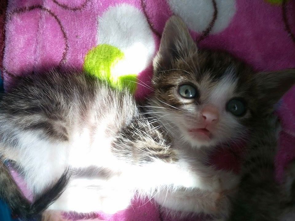 13512165_638480512983222_7750493798659106585_n