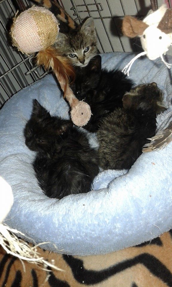 13516264_638302219667718_6135091782389910394_n