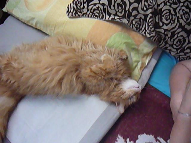 13516522_638598266304780_3127903625443433356_n