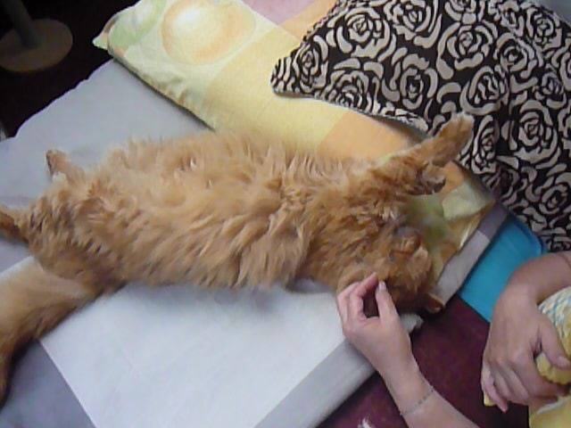 13516709_638598532971420_2235630423268478987_n