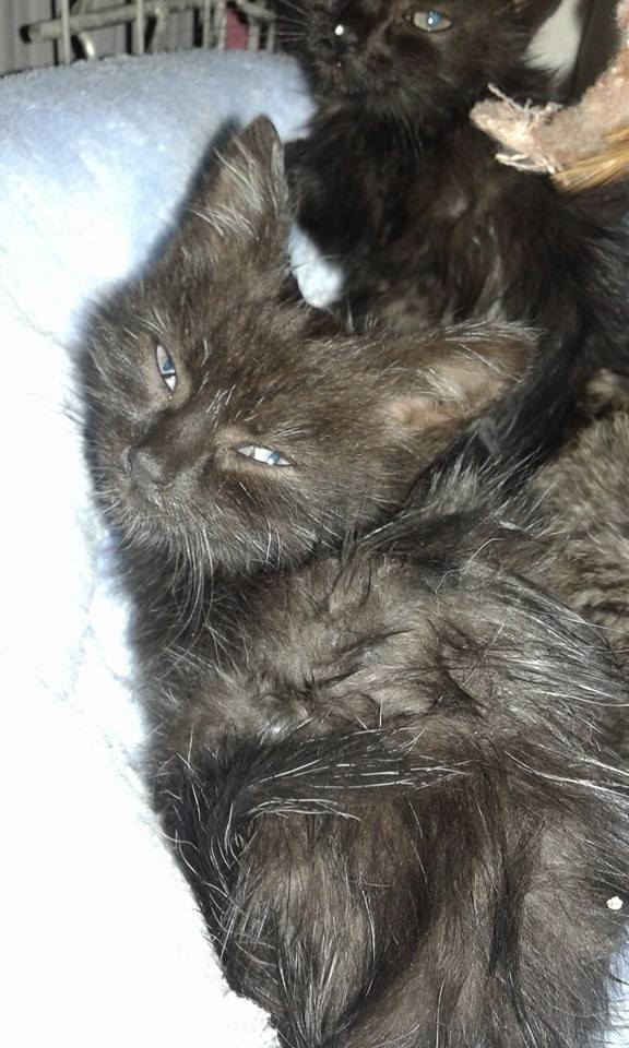 13524327_638302563001017_5268046511716433741_n