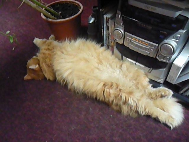 13524519_638598592971414_7821415037531285788_n