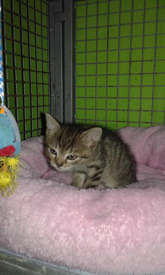 13529018_638303133000960_3247787809176400365_n