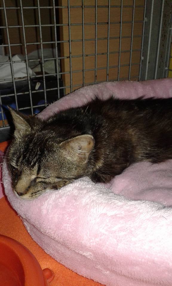 13529024_638303619667578_4818470701534470357_n