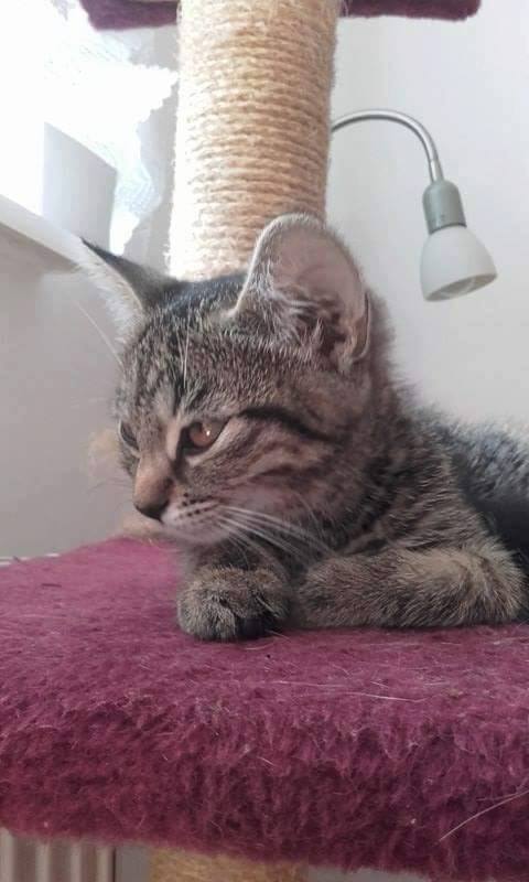 13537542_640025116162095_639981188901834517_n