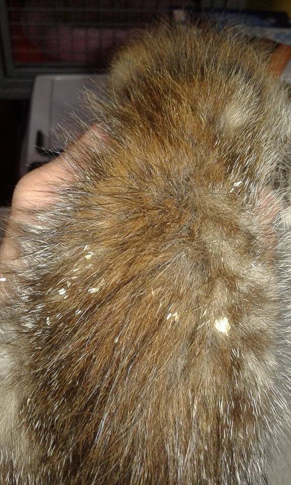 13537588_640435009454439_2225089292579621442_n