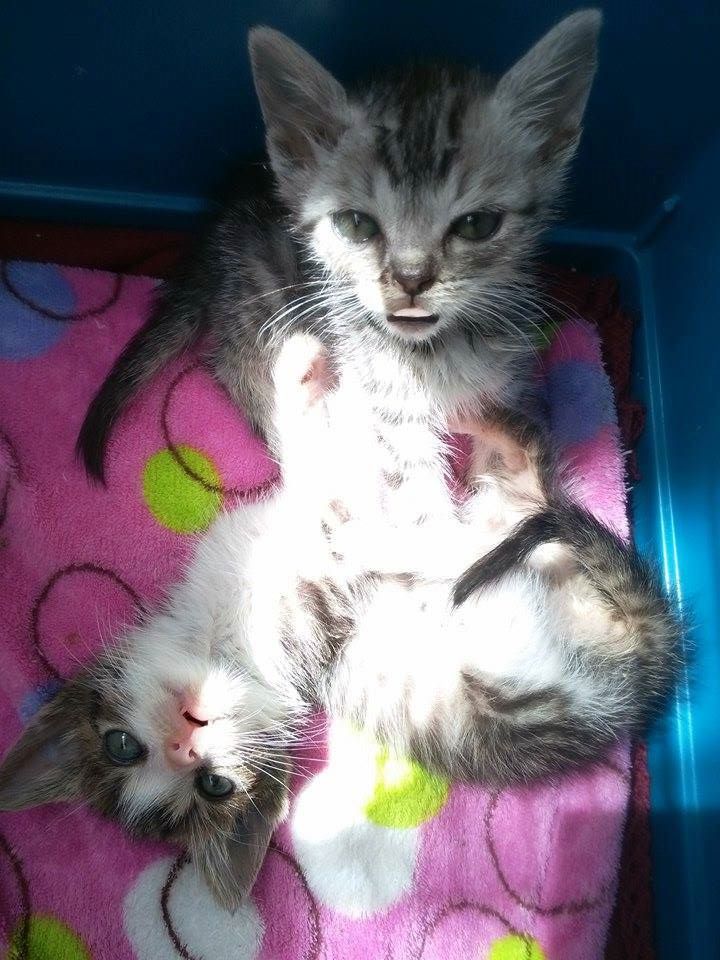 13537722_638480772983196_4187938311651076277_n