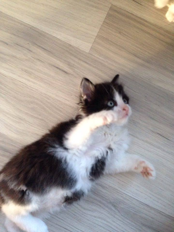 13557730_641143676050239_1930193236005000488_n