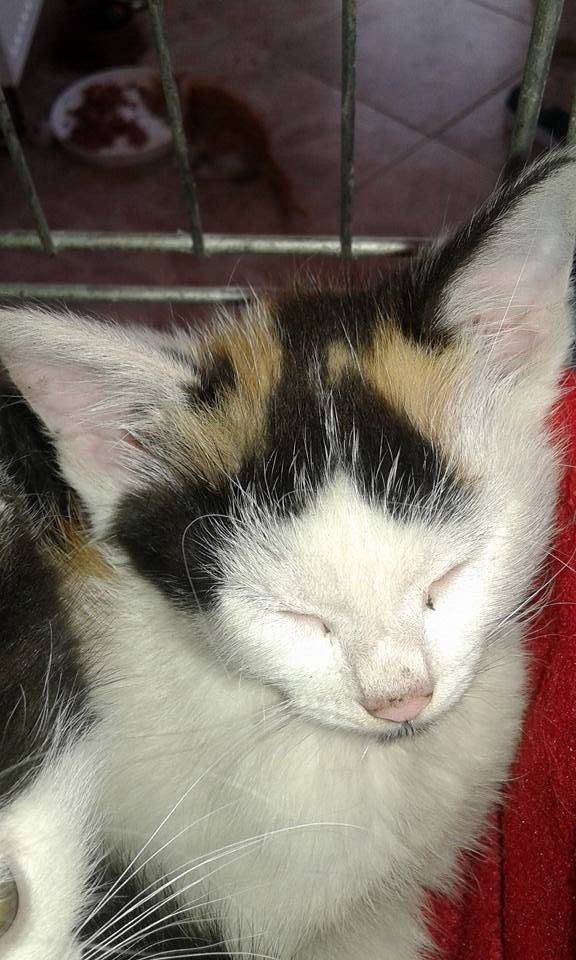 13557750_640857152745558_5900497495851006254_n