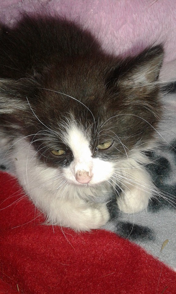 13557908_640856969412243_3418918931072178574_n