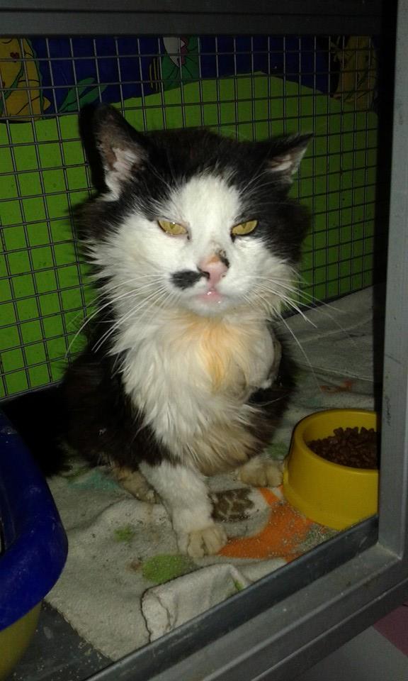 13557915_638302986334308_5983857297267481175_n