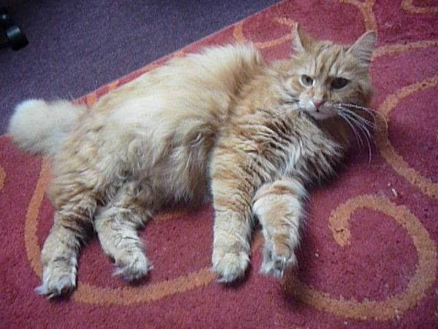 13557927_638598042971469_2375999509006120519_n