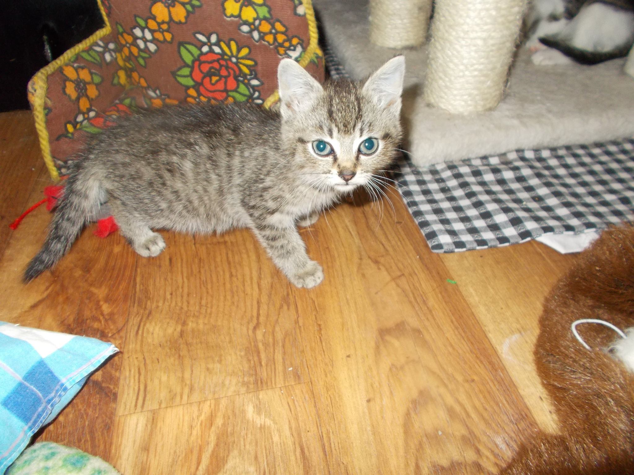 13558762_640207916143815_1871526507865242947_o