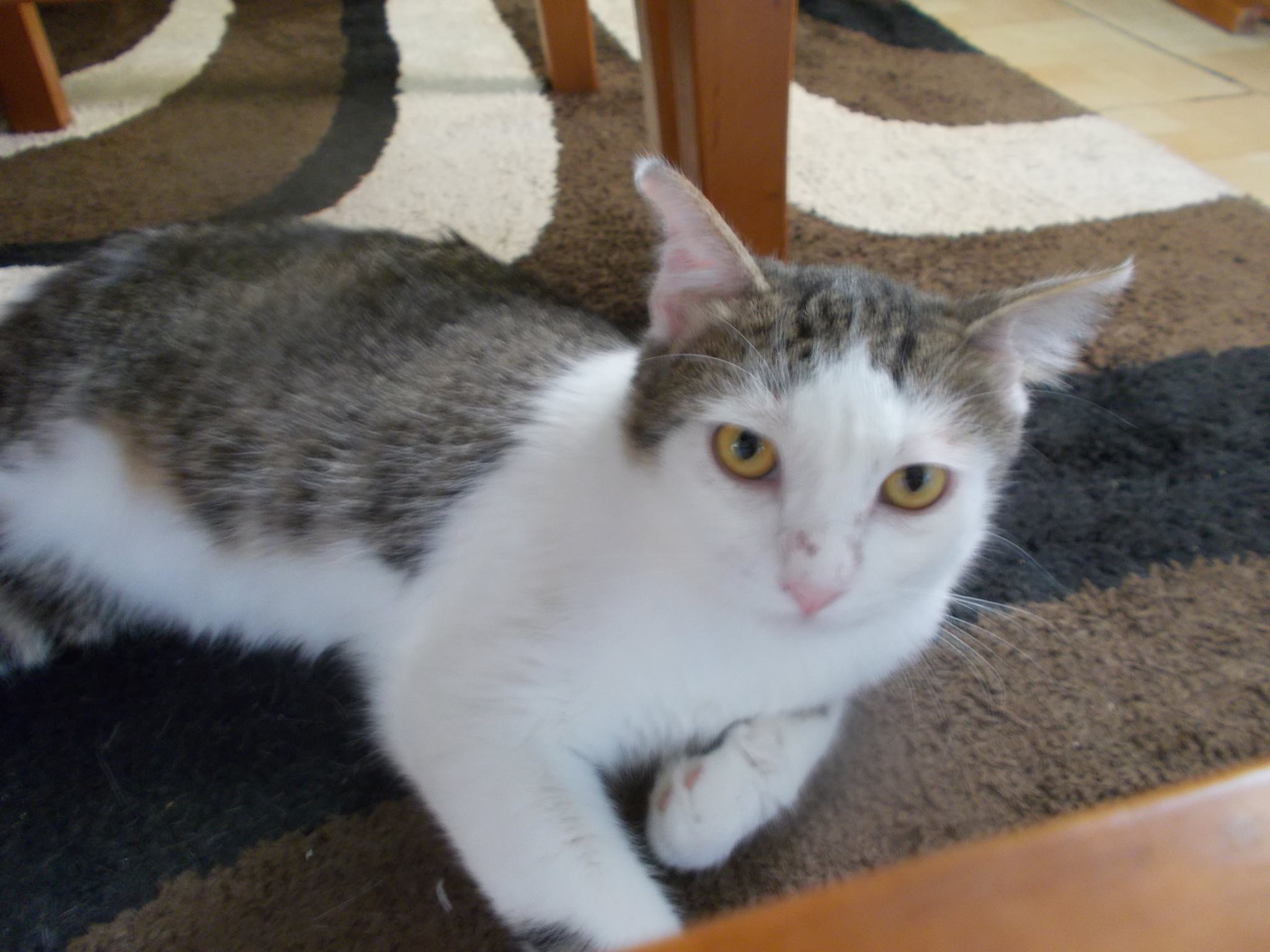 13558784_640207746143832_8702647139078331141_o