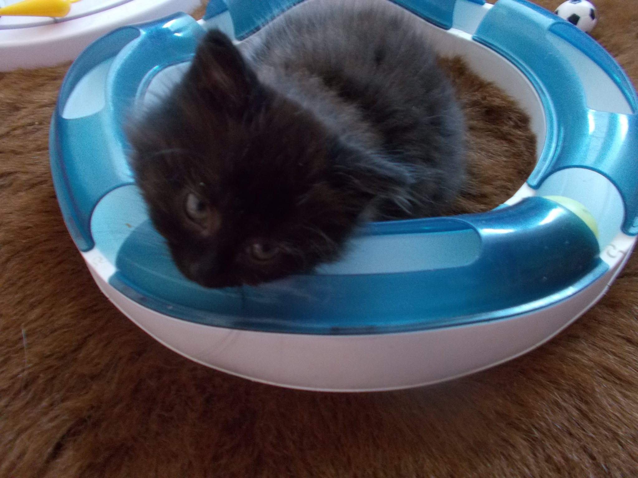 13558885_640207799477160_1644290964630988067_o