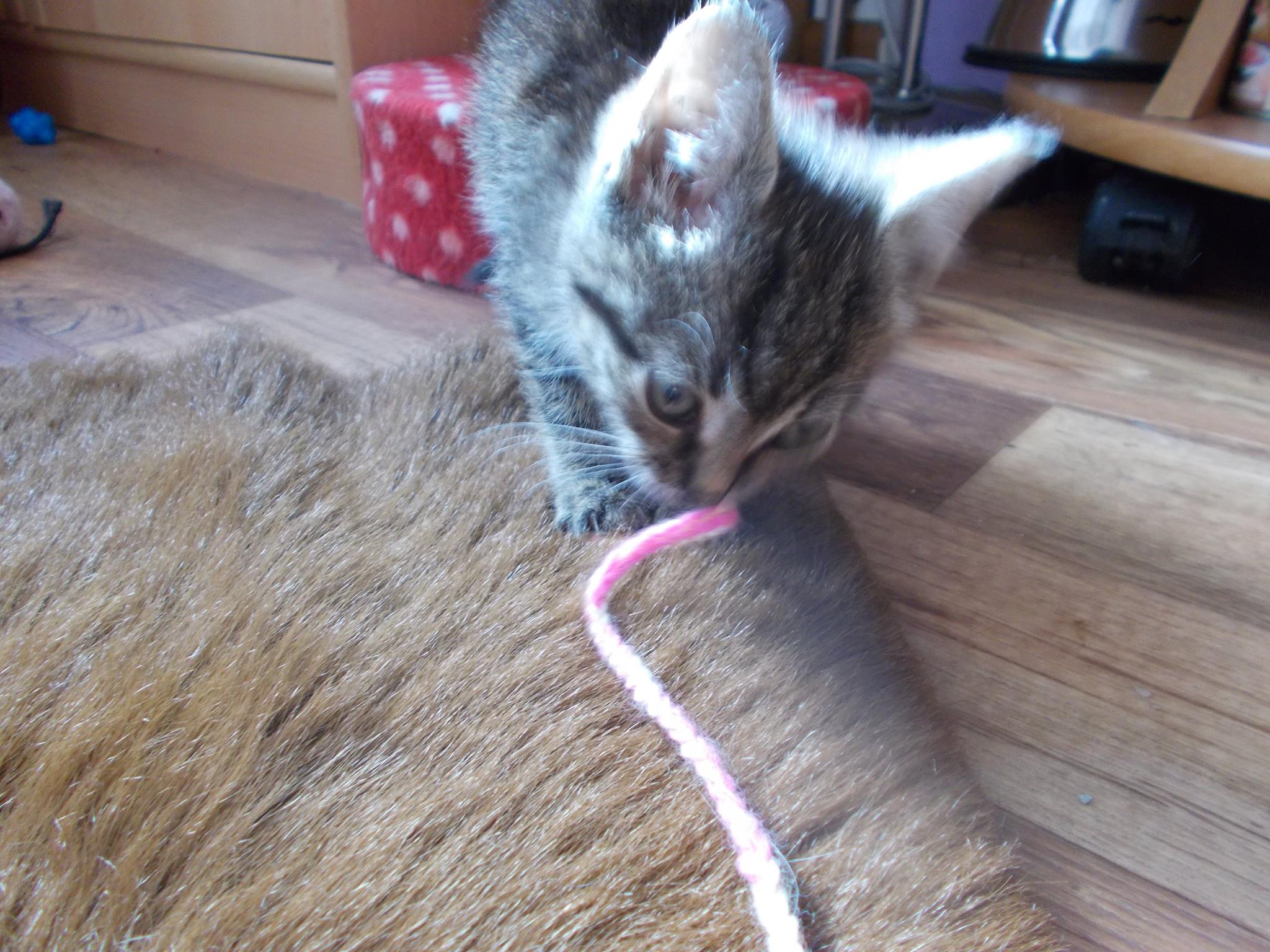 13558965_640208006143806_5670274815334420710_o