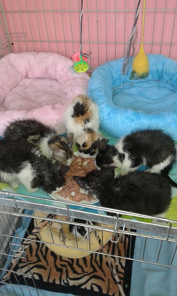 13566958_640856326078974_4759841558957476247_n