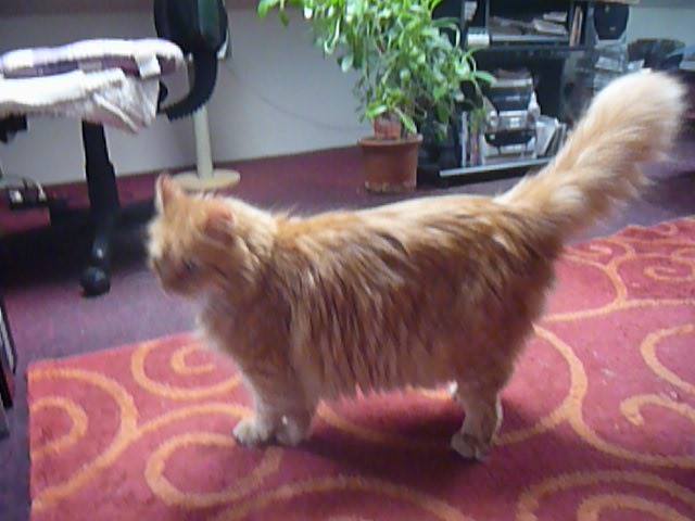 13567032_638598339638106_398103109346246989_n