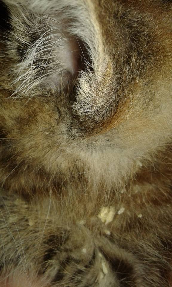 13567465_640435492787724_8234095859126187807_n