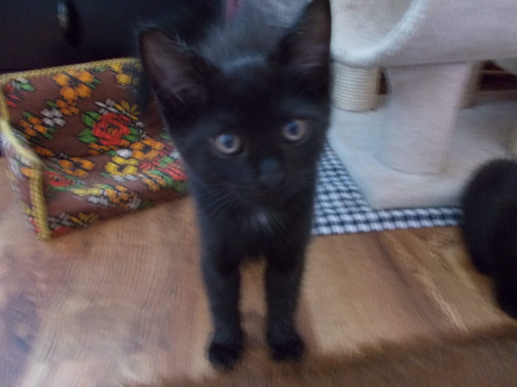 13568828_640207672810506_4568366778278478833_o