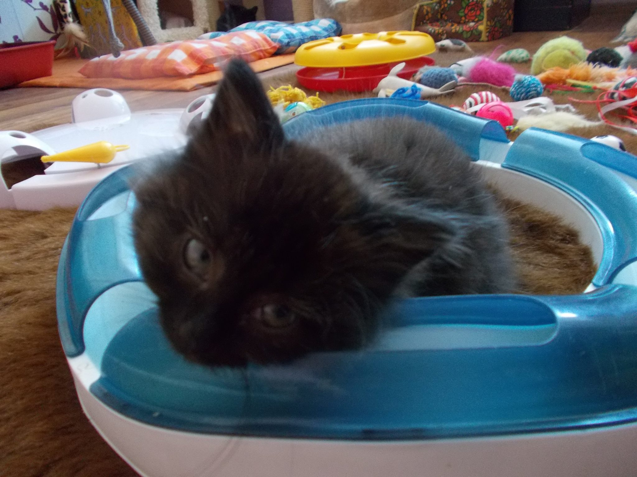 13568964_640207816143825_4405751680519029123_o