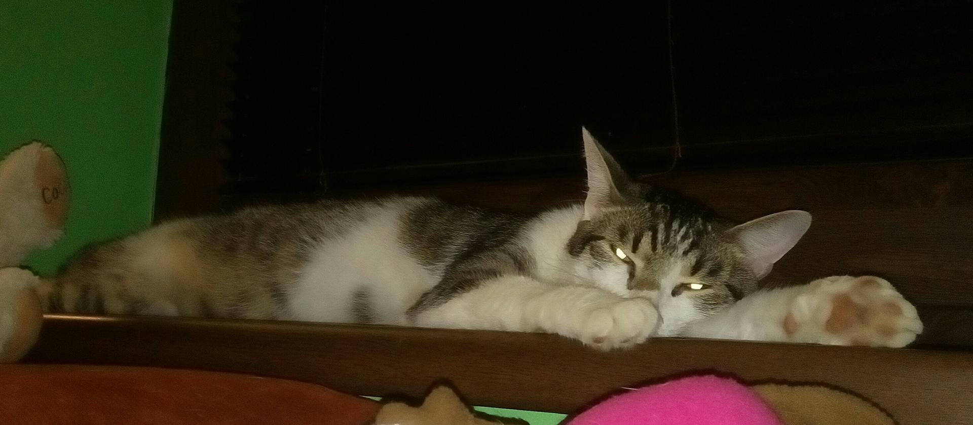 13575457_10204942887932389_1507311378_o