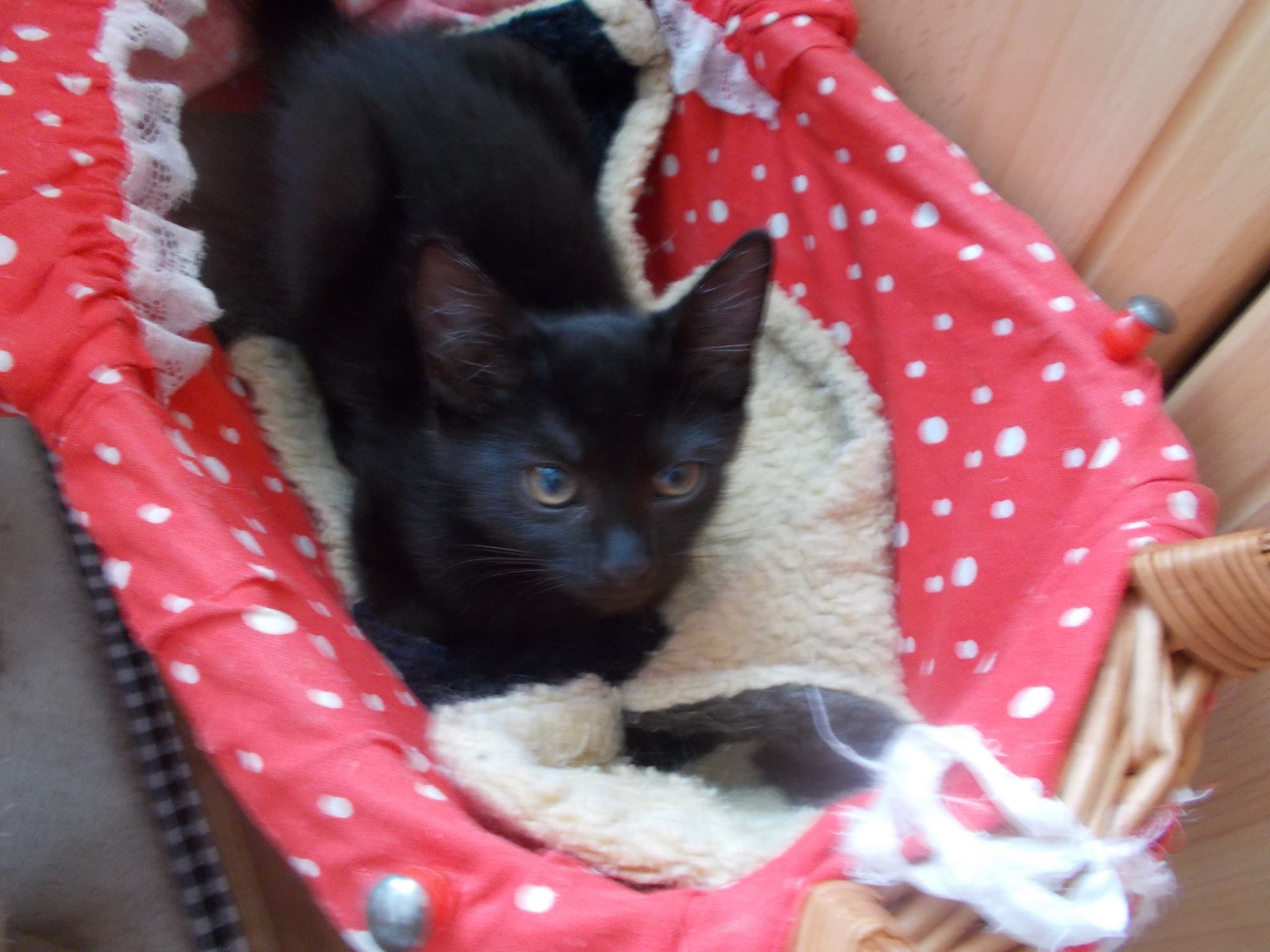 13576797_640207992810474_5112998966326519759_o