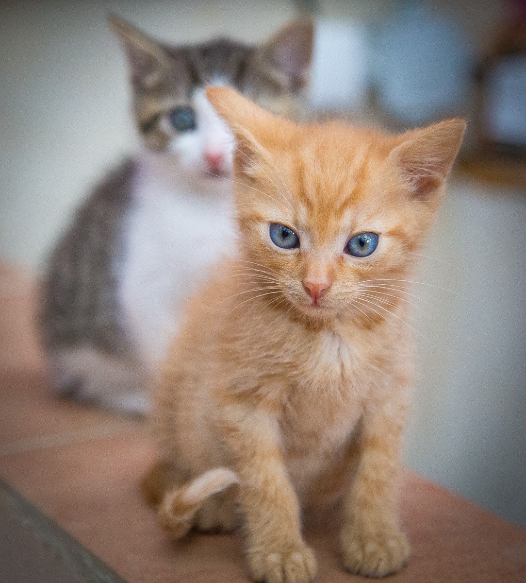 13576871_642412332590040_3537495039423251566_o