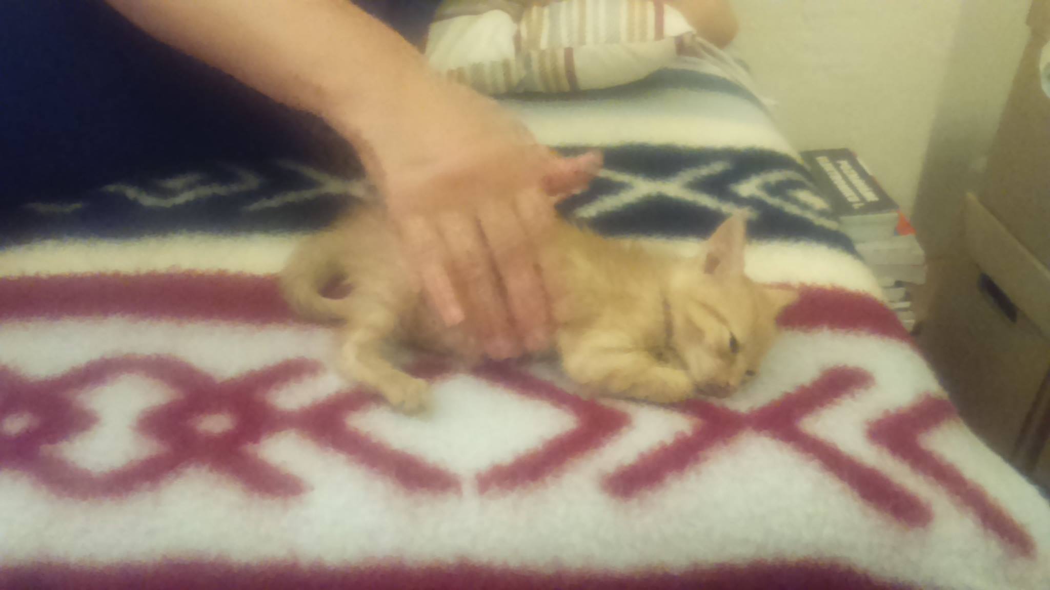 13580485_642502049247735_3043096822293054558_o